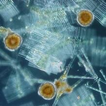 Diatoms, Dinoflagellates