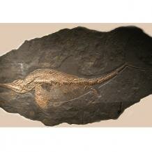 ichthyosaur skeleton